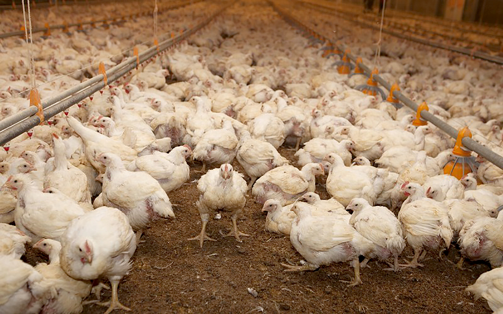 Piden asistencia a productores afectados por la gripe aviar thumbnail